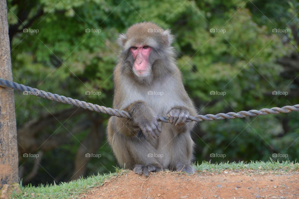 Wild Japanese Monkey
