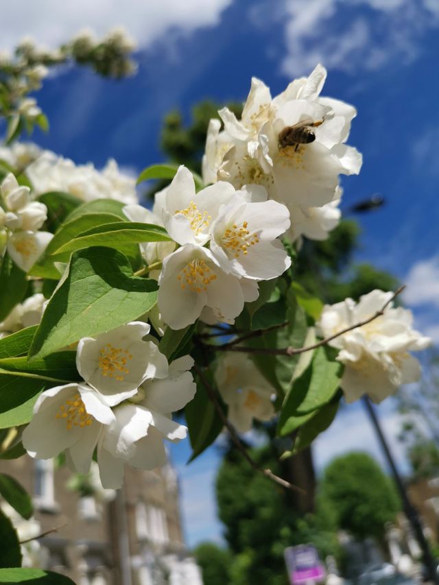 Spring time. Jasmine blossoms.