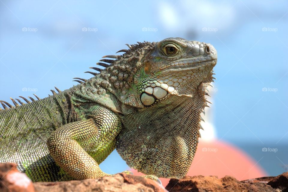 Close-up of lizard