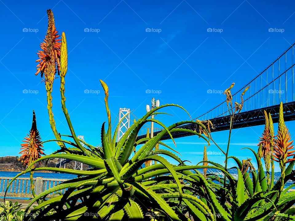 Beautiful aloe style plant with tall orange flowers, almost spider like in front of the bay bridge in San Francisco 