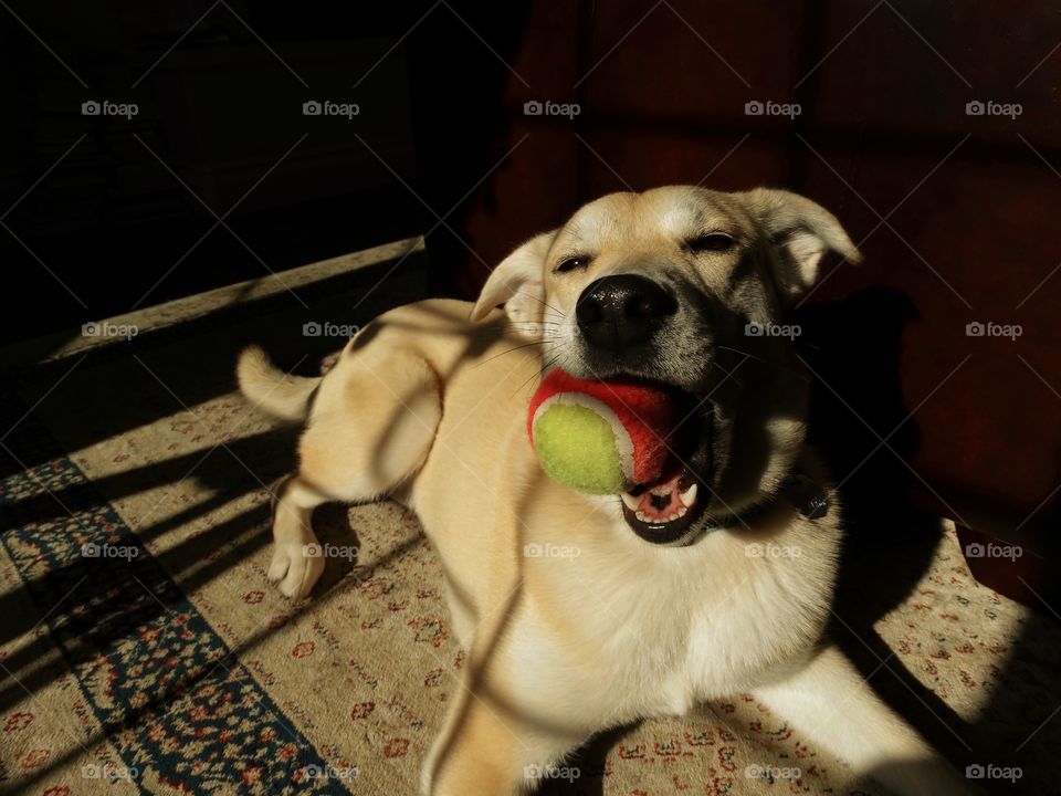 Dog carrying ball in mouth