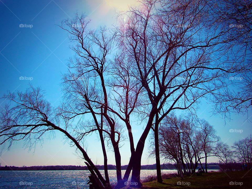  Tree at Niagara Falls State Park