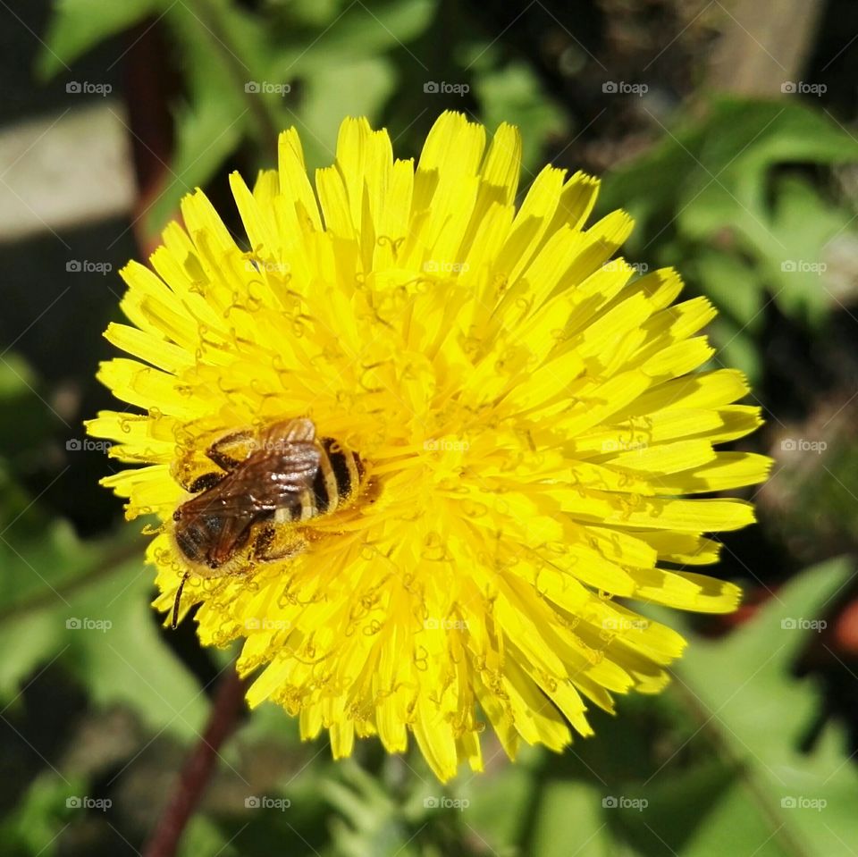 Biene sammelt Nektar, Biene sammelt Pollen, Biene auf Löwenzahn, Biene auf Blume, Biene, Löwenzahn, gelbe Blüte, Insekt, gelb, Natur, Blüte, Garten, Honig, Honigbiene