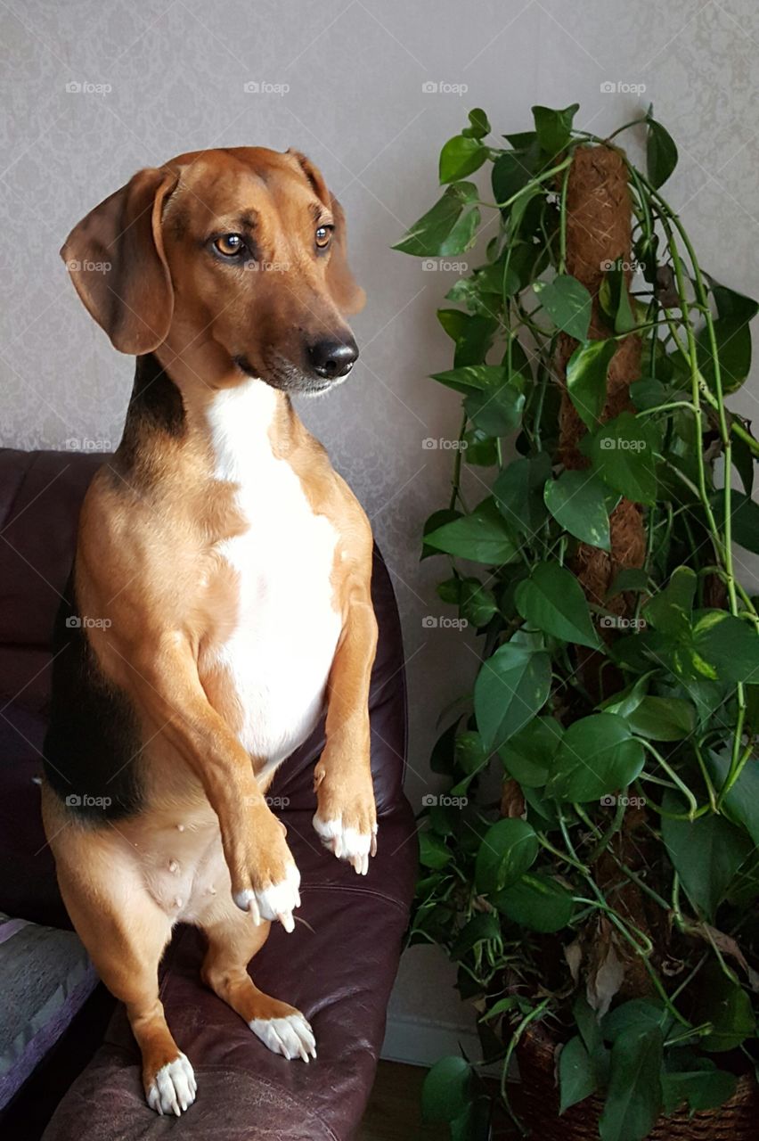 Dachshund dog standing by potted plant