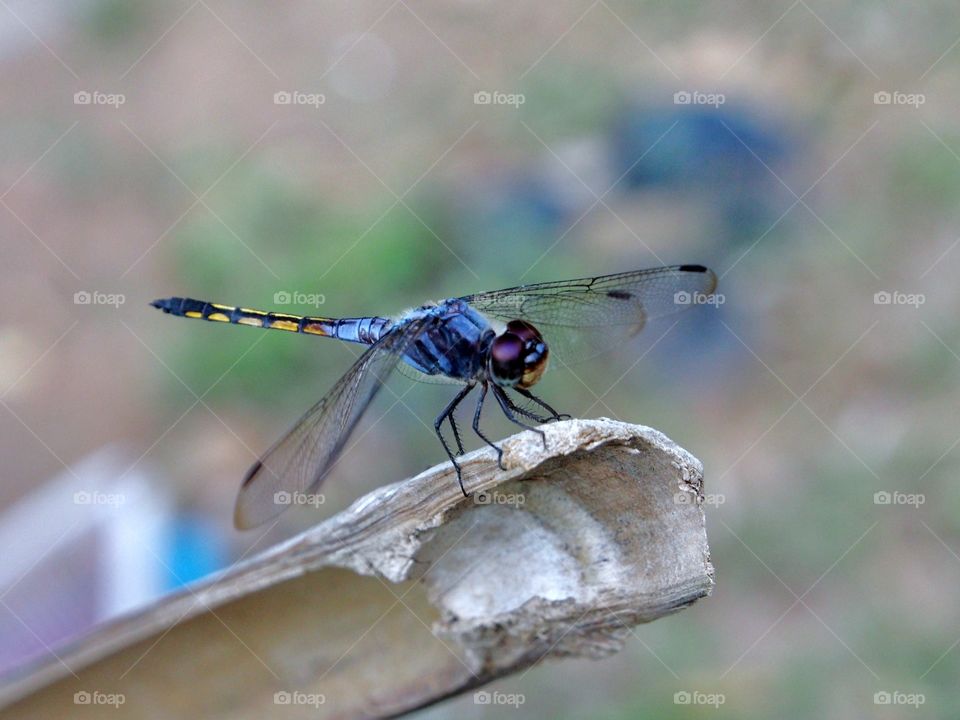 Dragonfly rest on bamboo