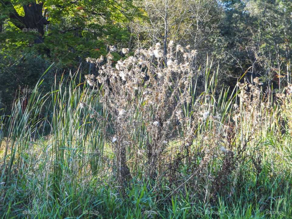 High grass and bushes