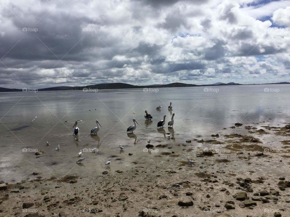 Campings side Albany