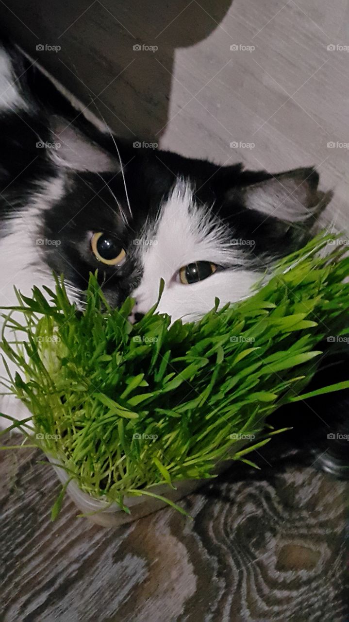 Dreaming cat in green grass