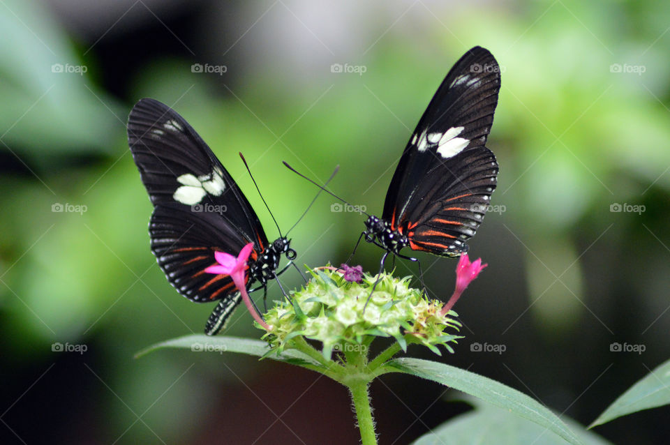 First signs of spring in your neighborhood