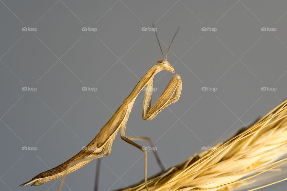 Young Mantis religiosa on wheat