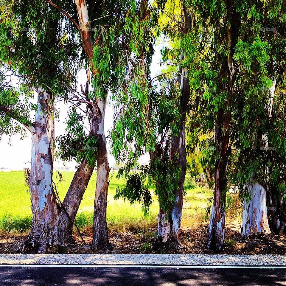 Tree Lined Street 