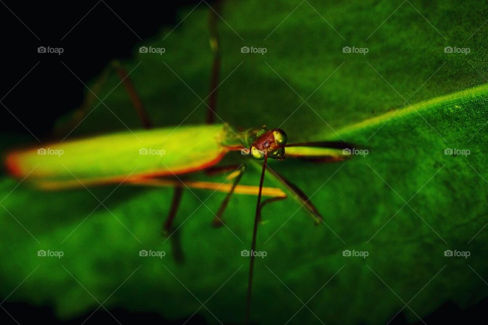 Praying mantis looks up at camera, close up of a praying mantis, looking back at you, praying mantis on a leaf, eyes of the praying mantis, creatures of the forest