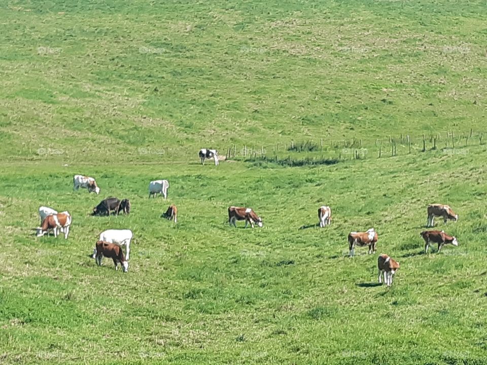cattle at mountains on green fields