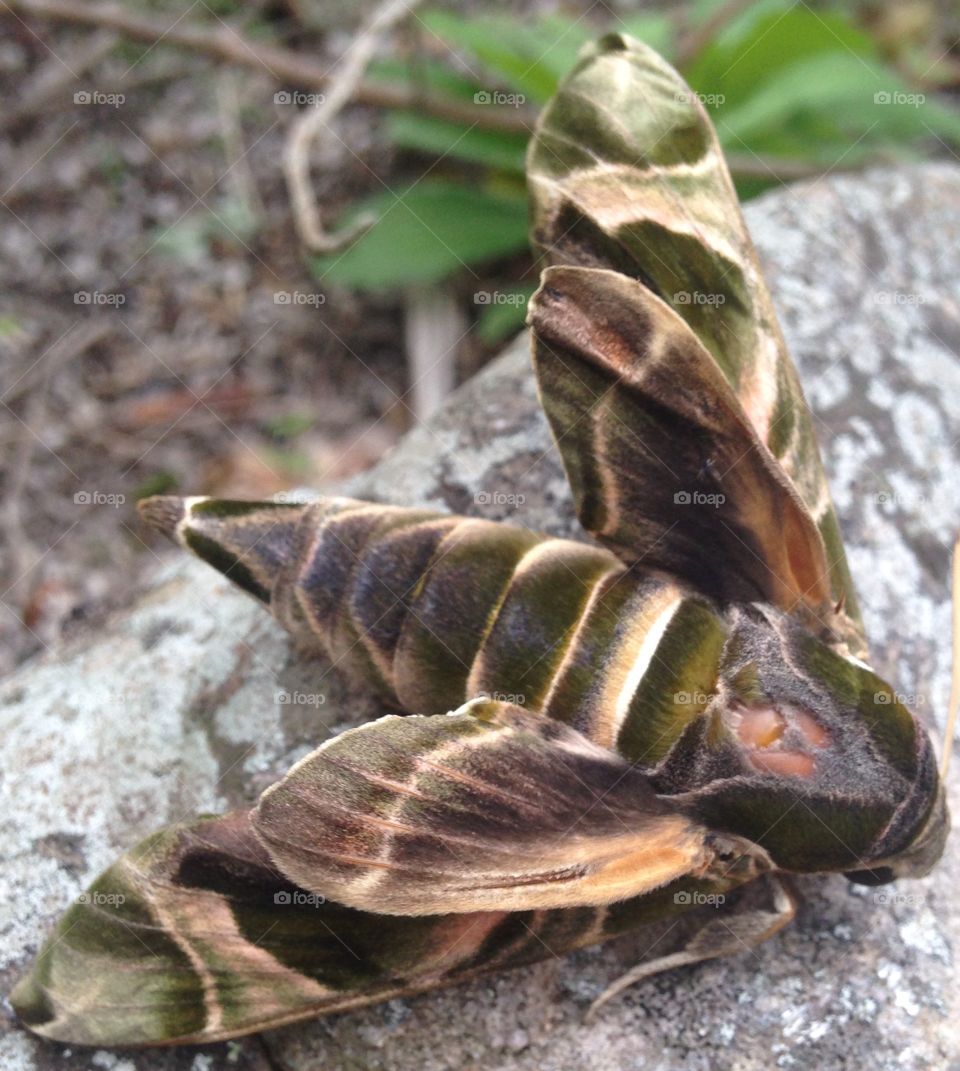 Jade moth 