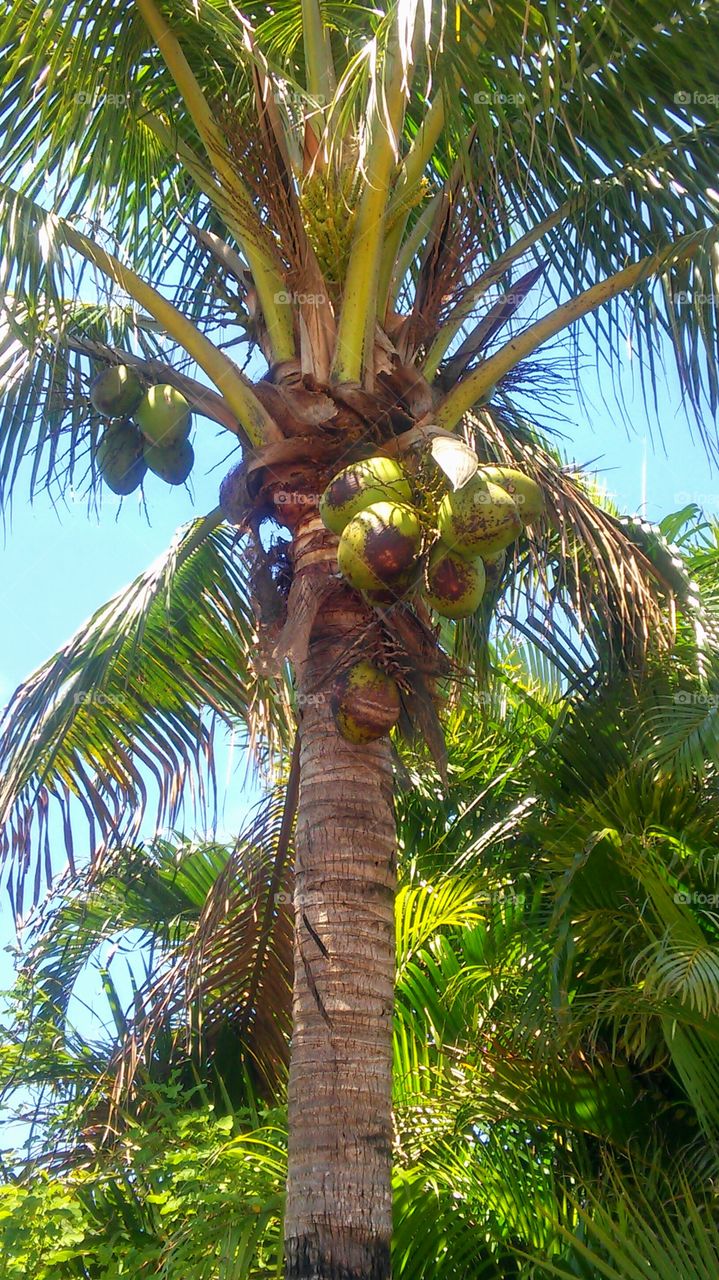 Tropical, Palm, Exotic, Tree, Coconut