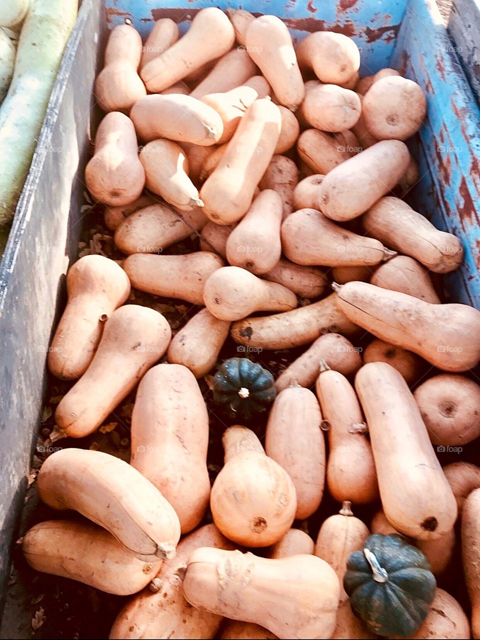 Bright yellow squash and pumpkins in a wooden barrel at the pumpkin farm on a crisp fall day in October. USA, America 