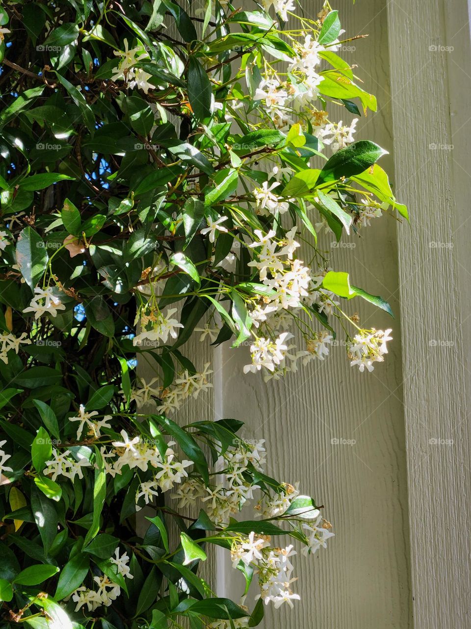 close up of white Jasmine flowering plant growing on white wood post