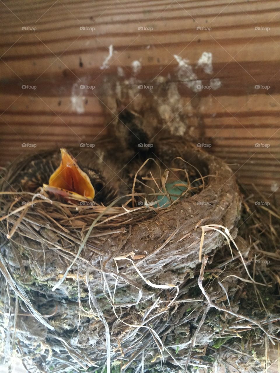 Robin nest