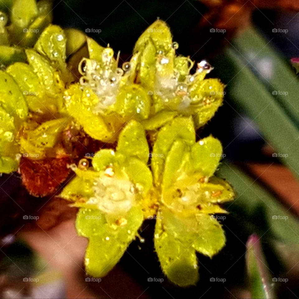 Flower, Nature, Flora, Leaf, No Person