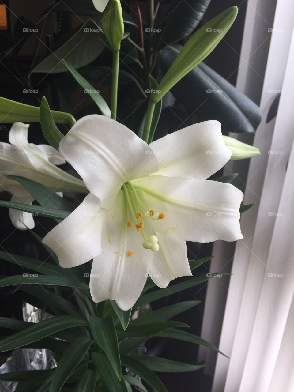 White Lily flower 