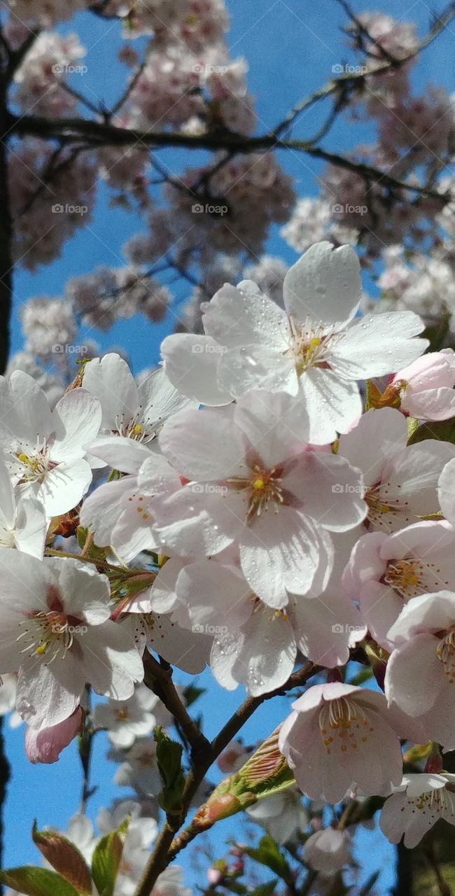 blühende blühen Blüten Blume Frühling