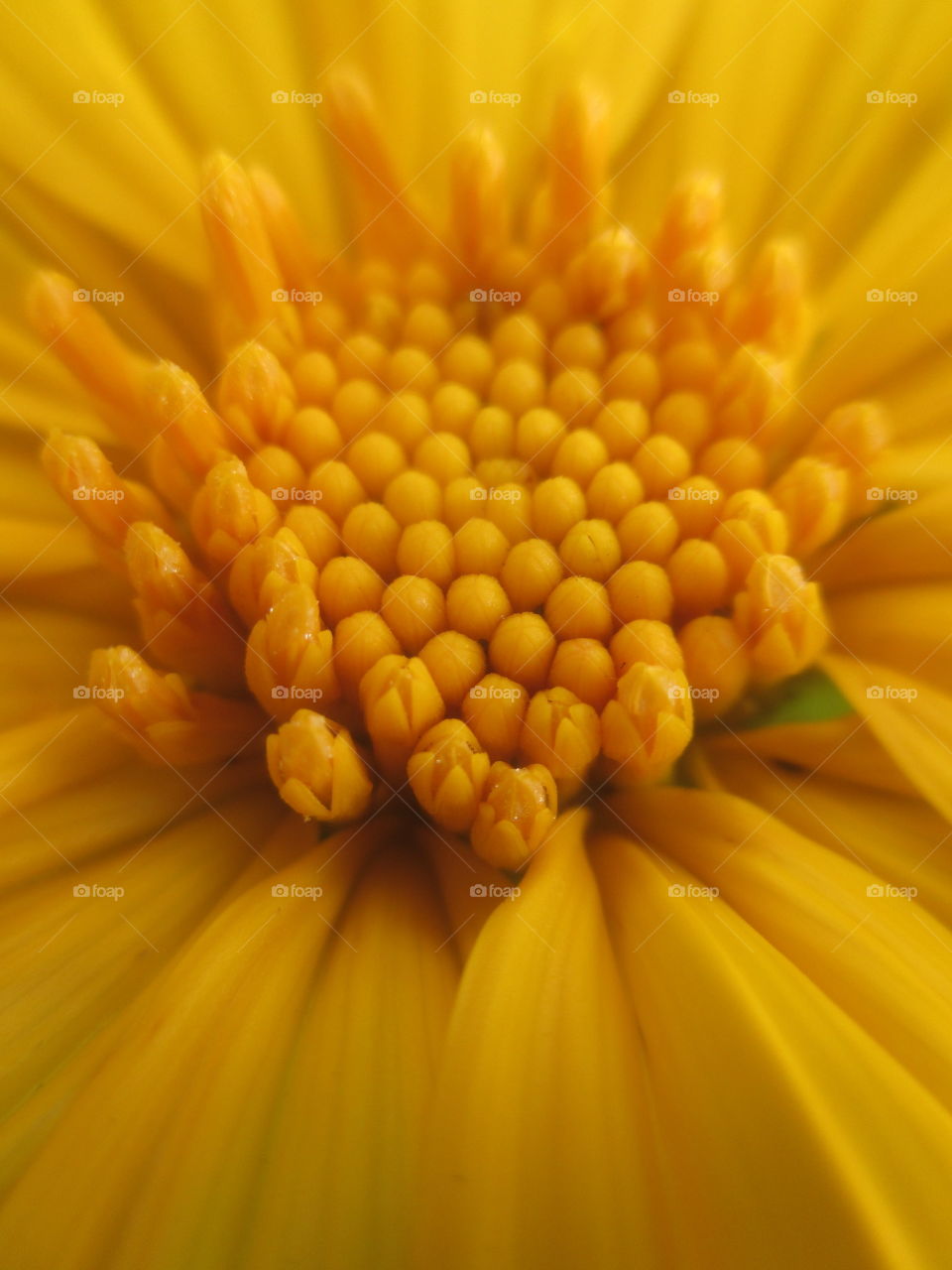 Full frame of yellow flower