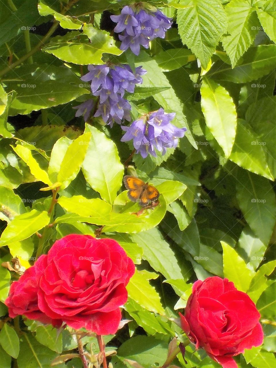 Colours of my garden 