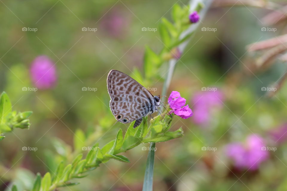 small butterfly on small flower