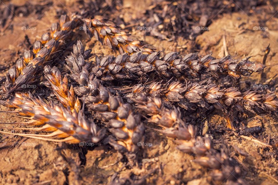 burnt wheat field with dramatic sunlight