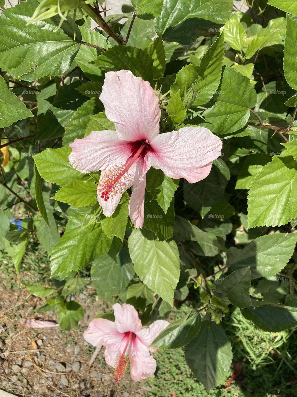 Gorgeous little flower with green leaves. Pink and red wild flowers on the street 