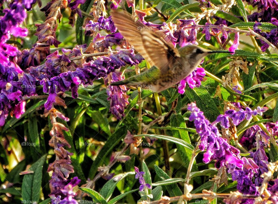 Hummingbird In Flight