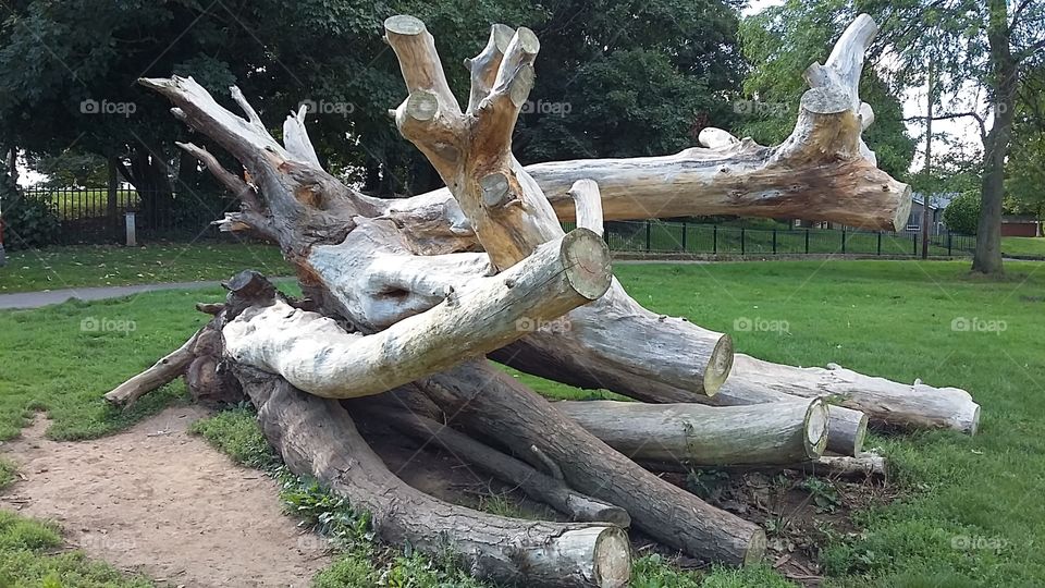 Cut down tree display