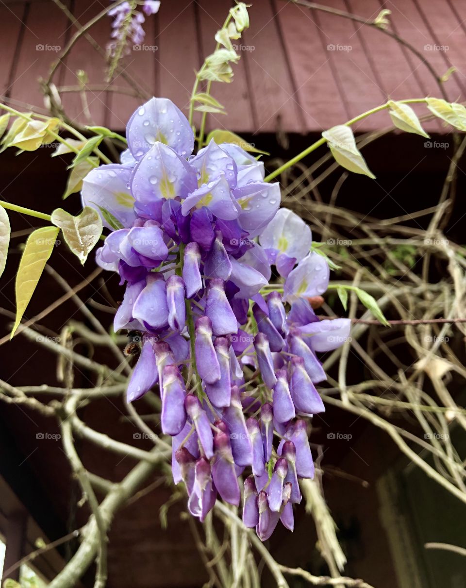 Low angle view of wisteria bloom after springtime storms 
