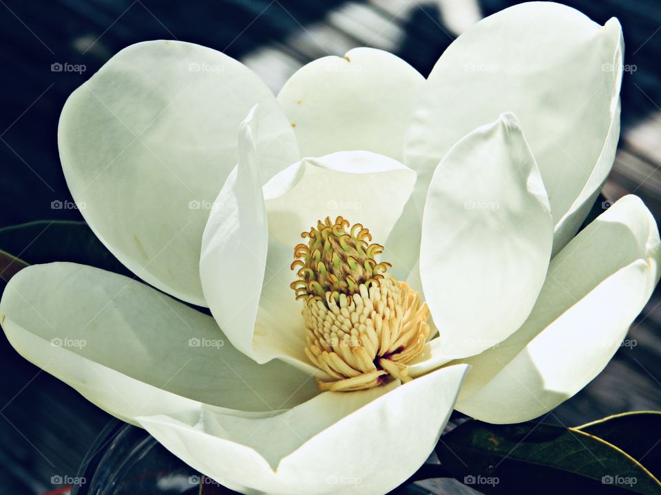 The white color stories  - This photo of a white magnolia flower with a Medusa-like head of green striped snakes which are commonly seen in bridal bouquets. Very fragrant 