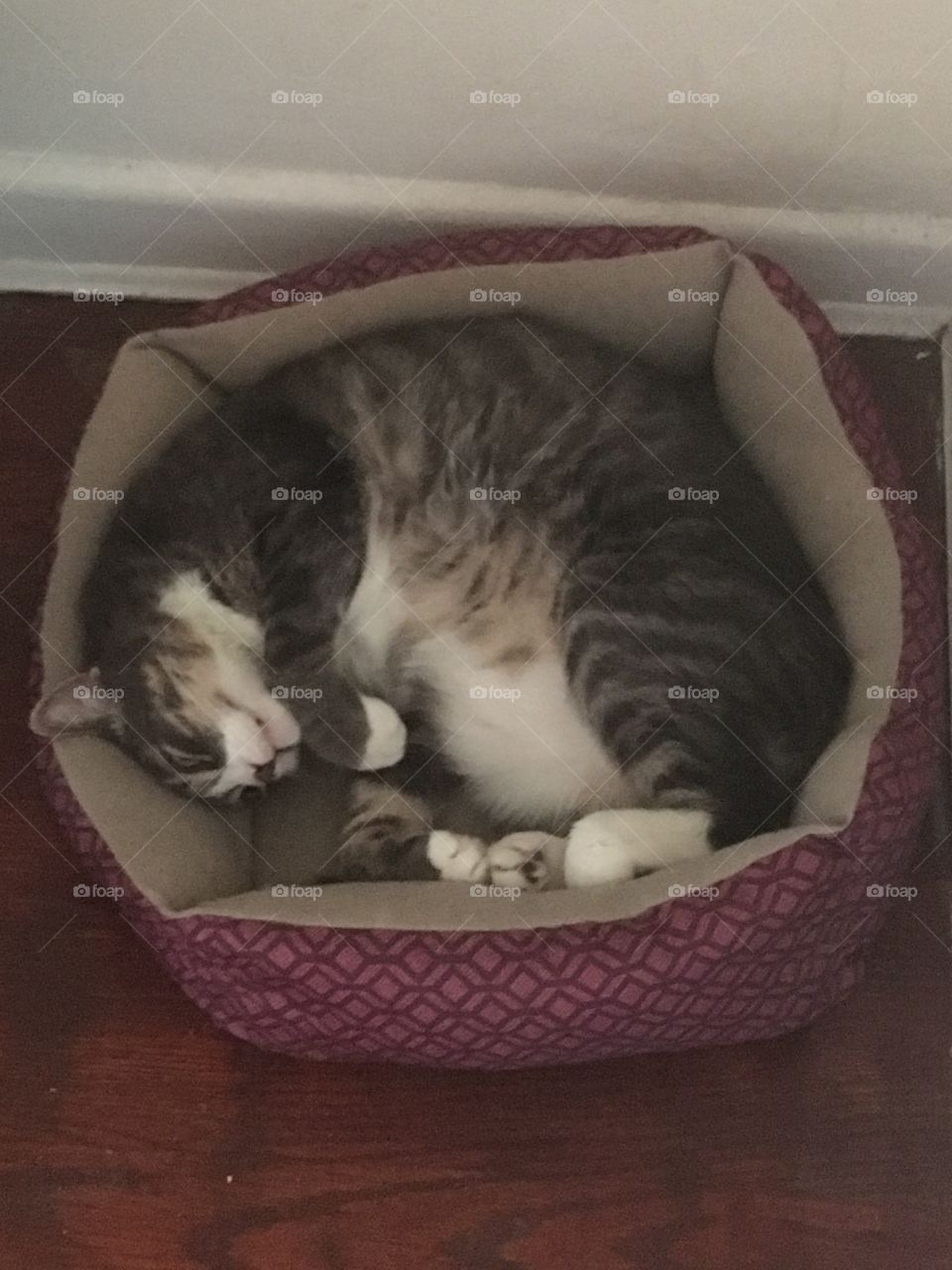 Cuttie in his bed