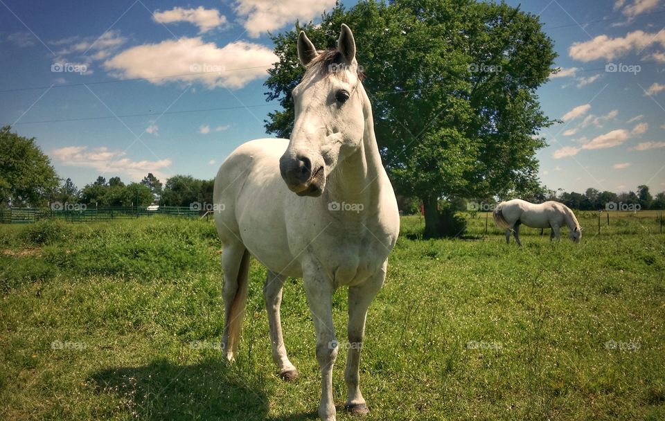 White horse standing on the grassy field