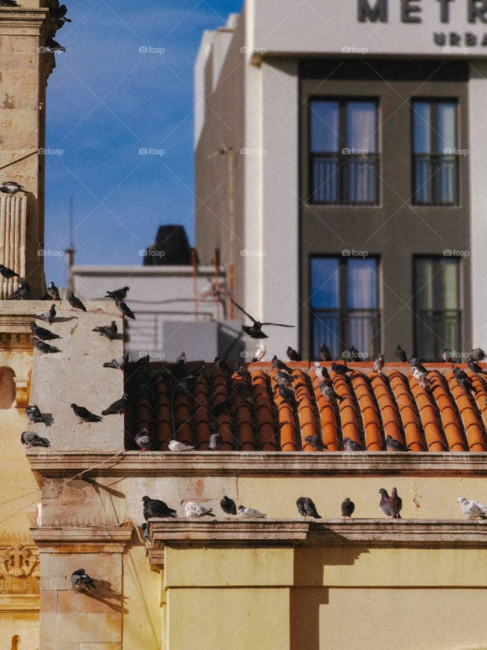 Pigeons sitting on the roof of the church 