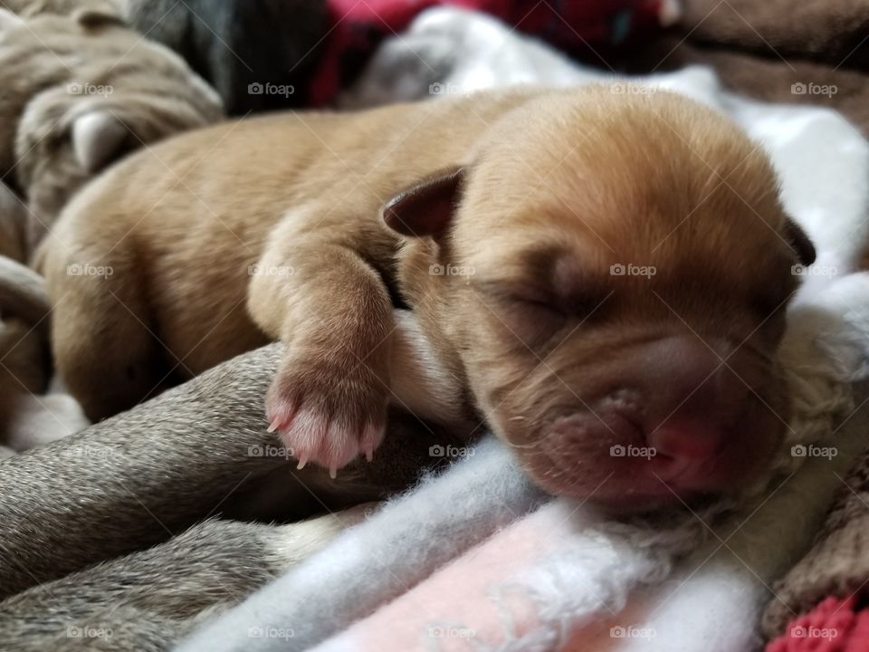 day old puppy