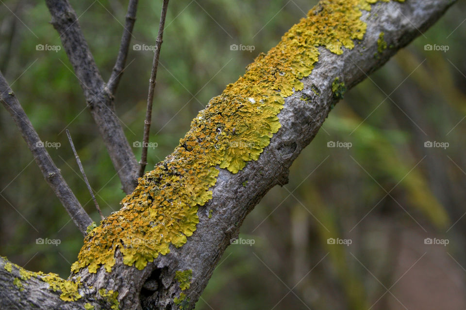 Moss on branch