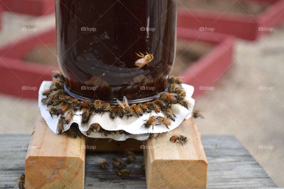 Bee Feeder