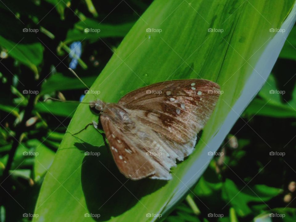 Beautiful little butterfly