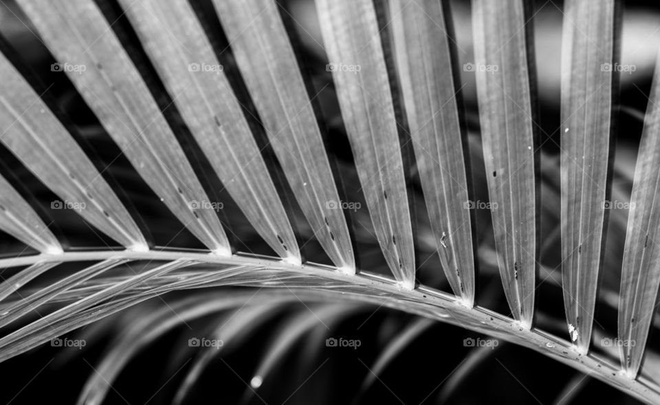 palm leaf in monochrome