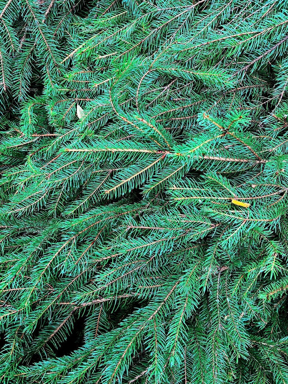 Heap of bright fresh green color spruce branches