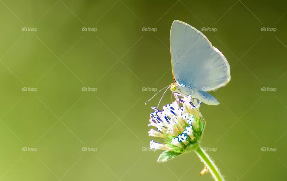 butterfly