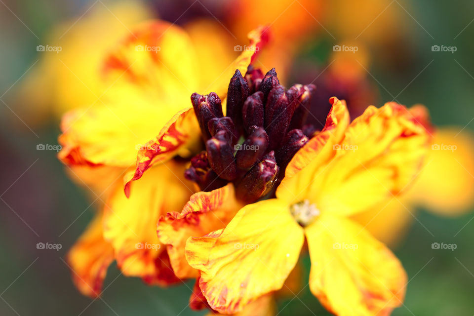 Yellow spring flowers