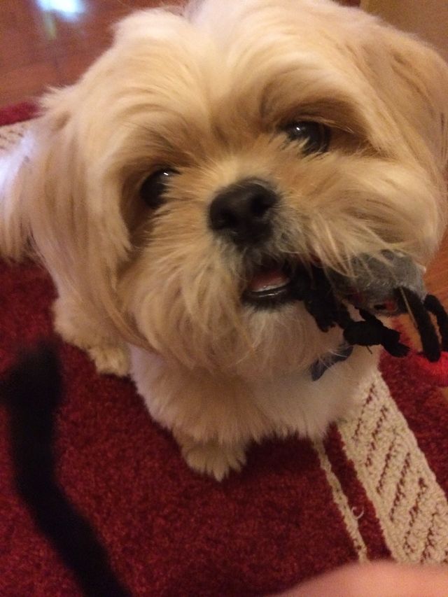 Barney the Shih Tzu