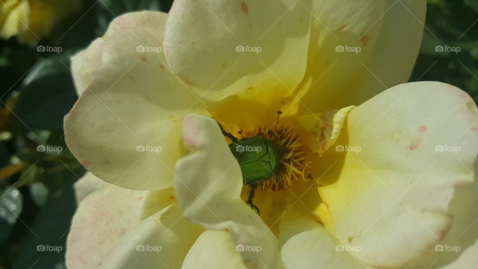 Ein Käfer in der Rosen Blüte