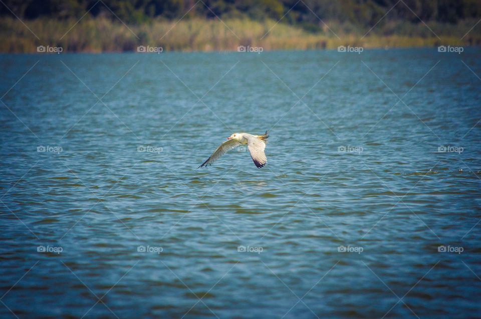 Flamingo in the Albufera, Valencia, Spain