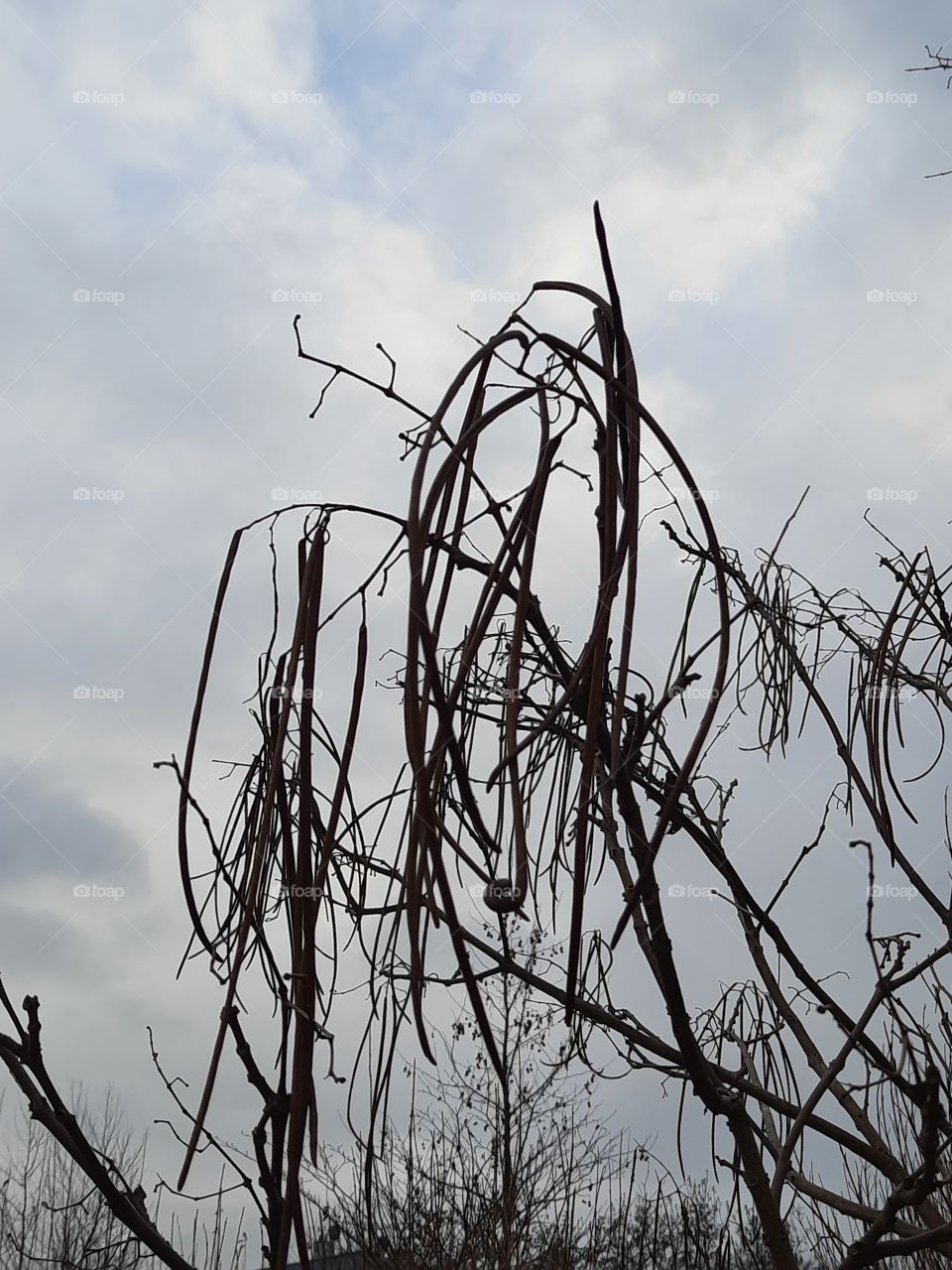 autumn garden - dry pods of catalpa against gray sky