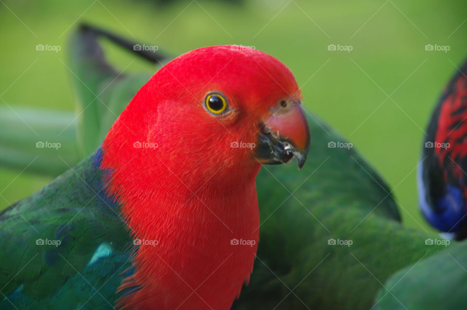 King parrot 2. King parrot with a red head up close 